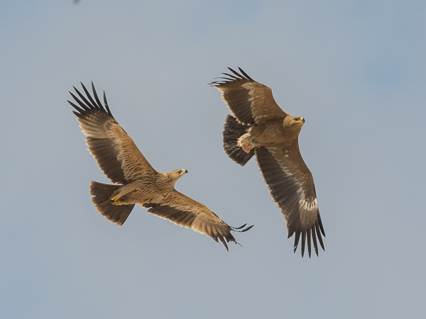 Arokotka, Steppe Eagle, Aquila nipalensis